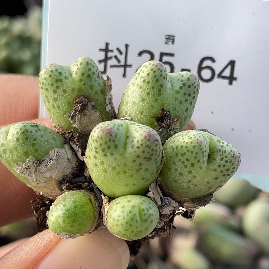 25-64草莓斑马肉锥