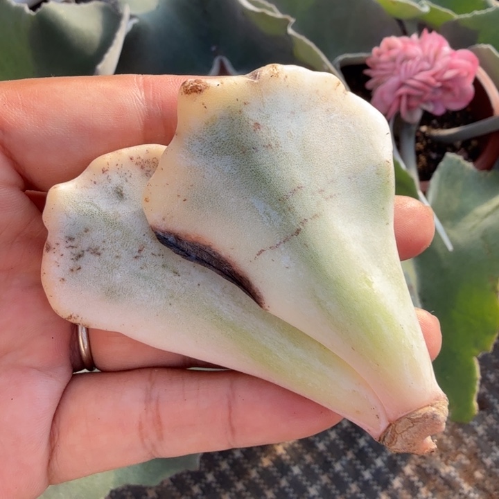 芭蕾舞者锦一颗多肉锦