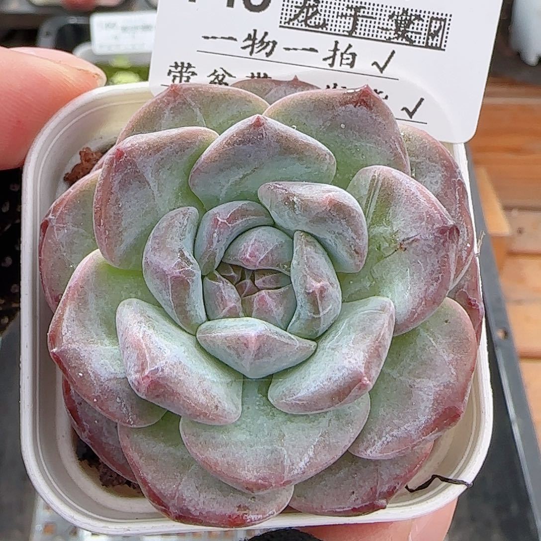 多肉0711-145糖心糖心