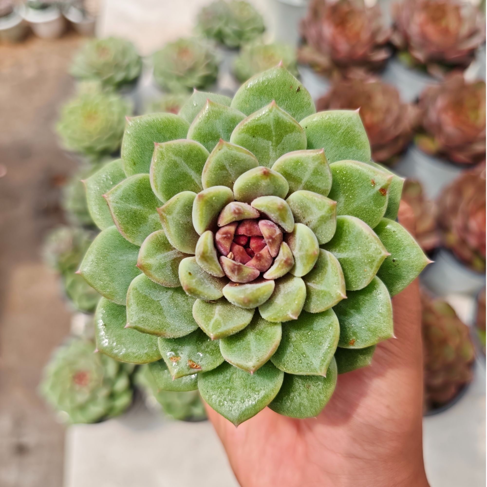 精选紫鸳 整桩拾忆多肉 好养阳台多肉植物