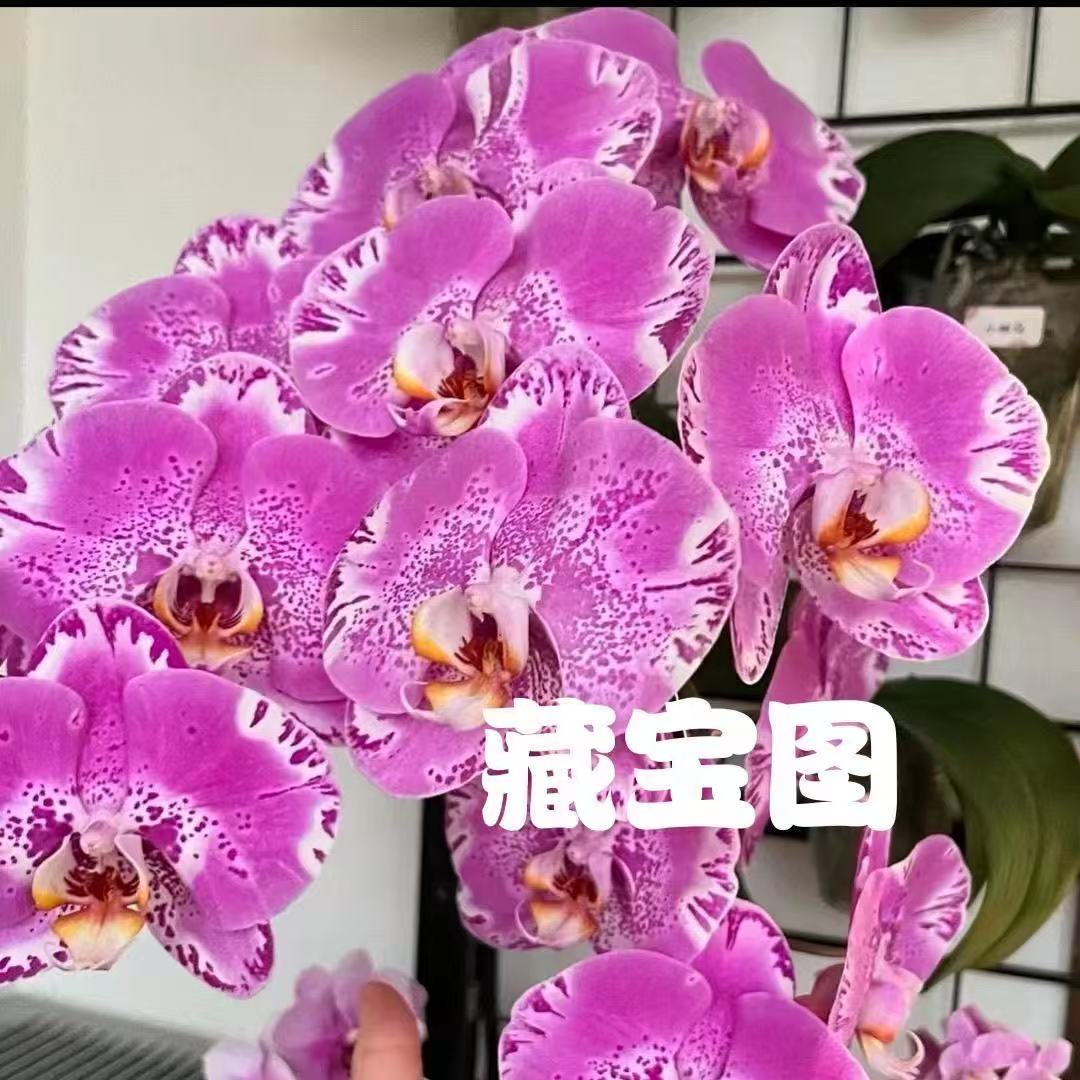 精品蝴蝶兰2.8藏宝图带花剑