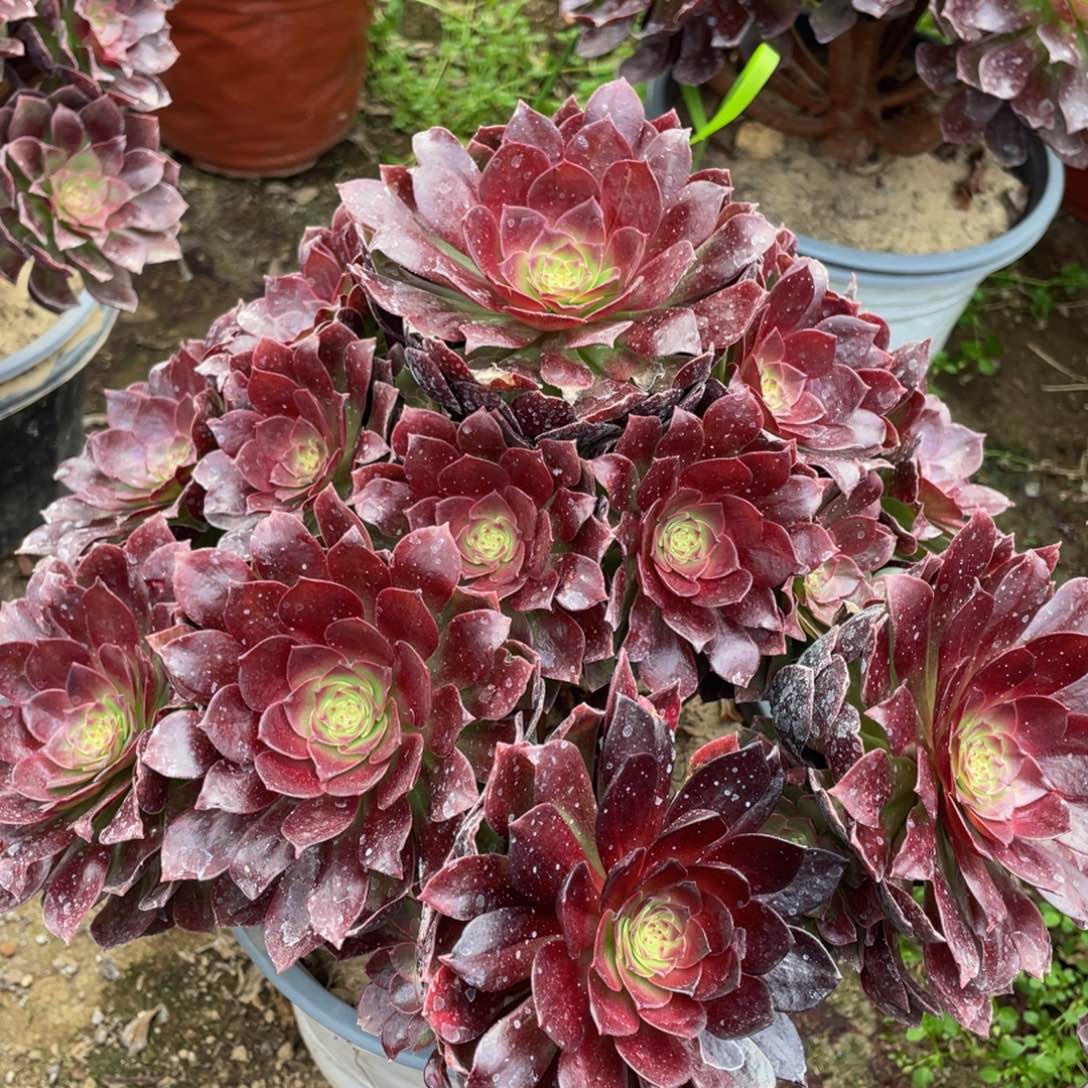 610黑魔朵朵精品法师多肉