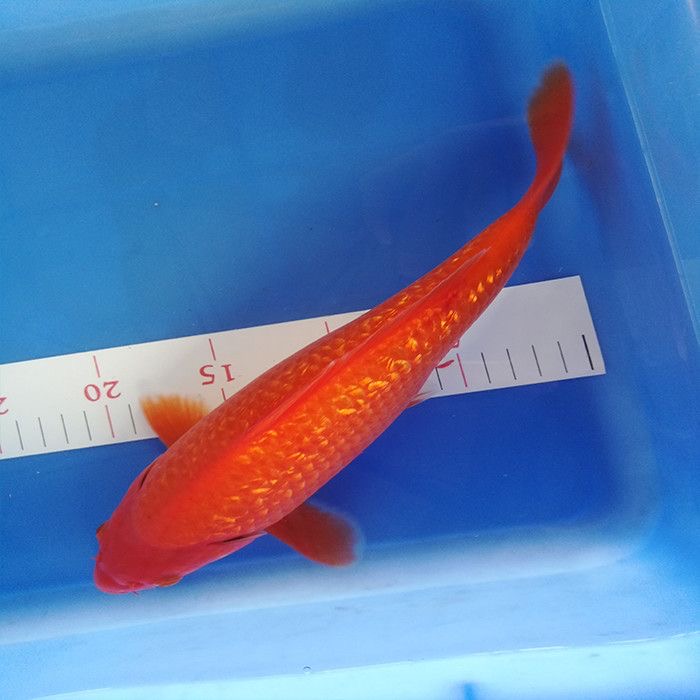 闪鳞火鲤观赏鱼纯种淡水冷水鱼好养耐活招财