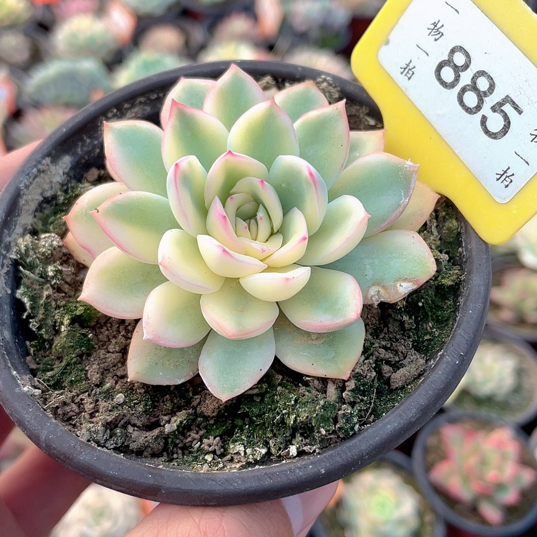 雨燕坐锦偏锦885号