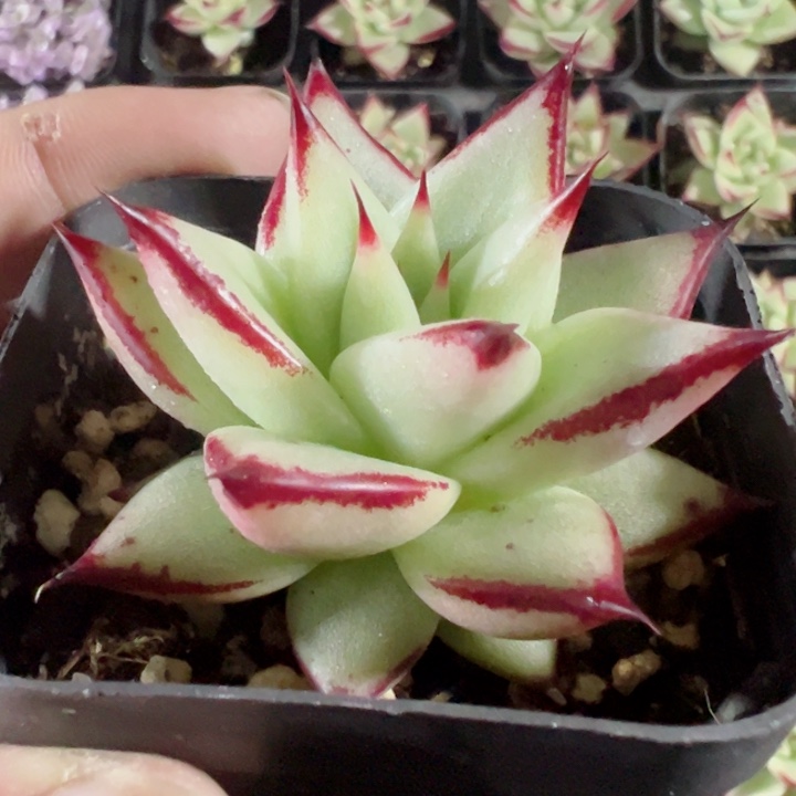乌木精品多肉植物大战僵尸