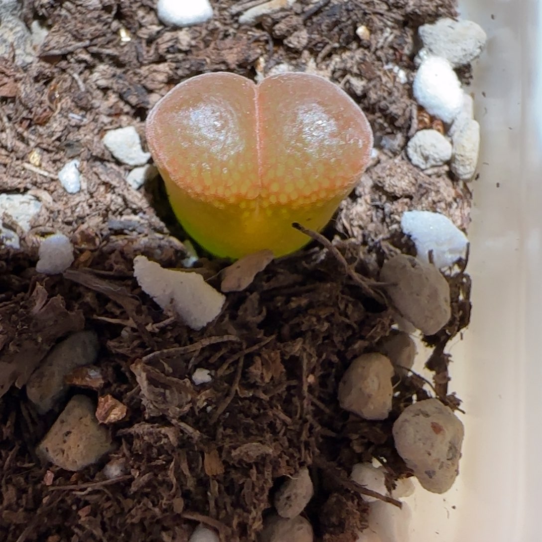 肉锥多肉植物组合-极红矮胖861