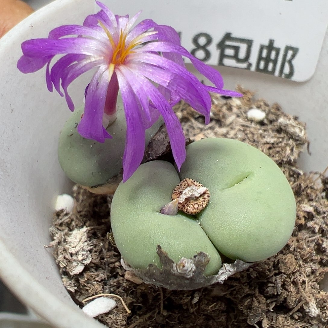 【闪购商品】 1067。     