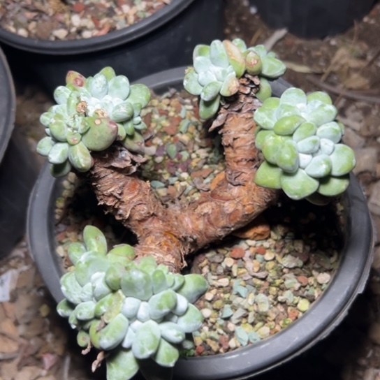 绿豆拇指～一物一拍7604