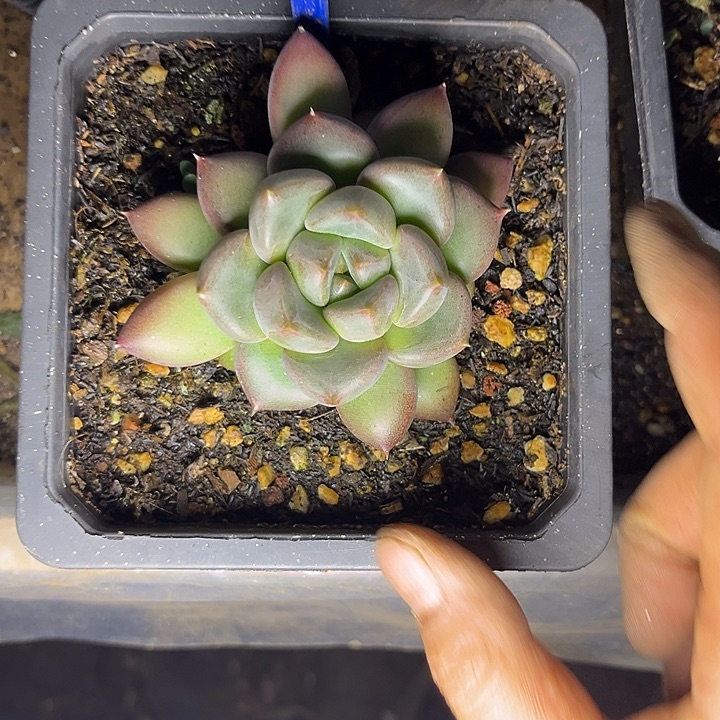 多肉植物红象牙189
