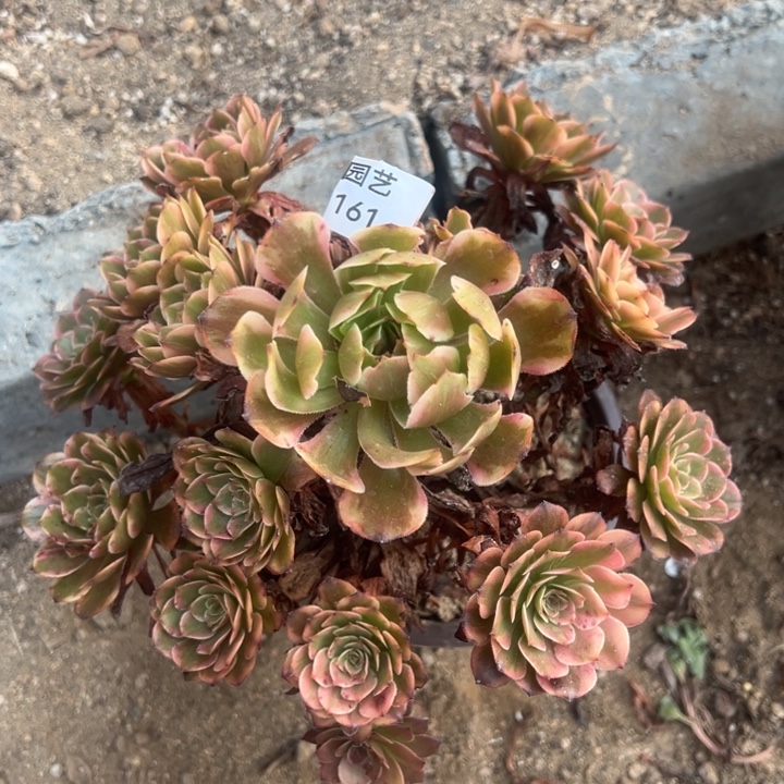 烟花多肉植物161法师3号