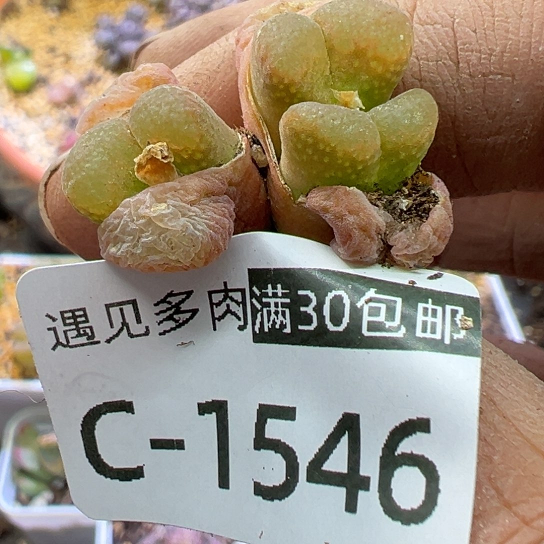 多肉植物111111111111111