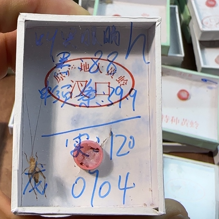 龙***蟋蟀蝈蝈我在外面吃饭呢