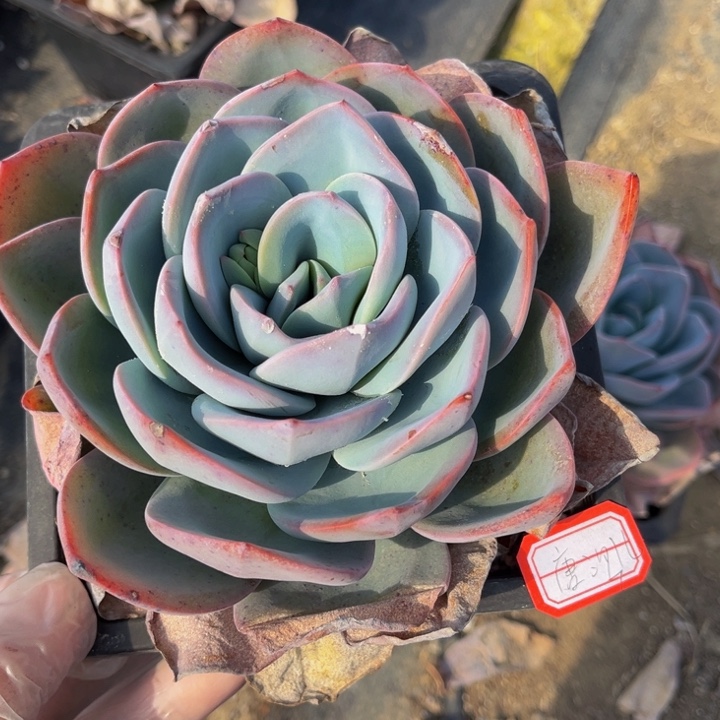 唐*儿布鲁蓝单头140盆一颗