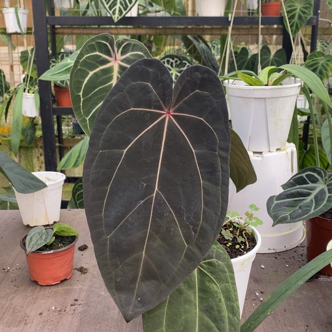 无花朵黑凤凰x黑桃