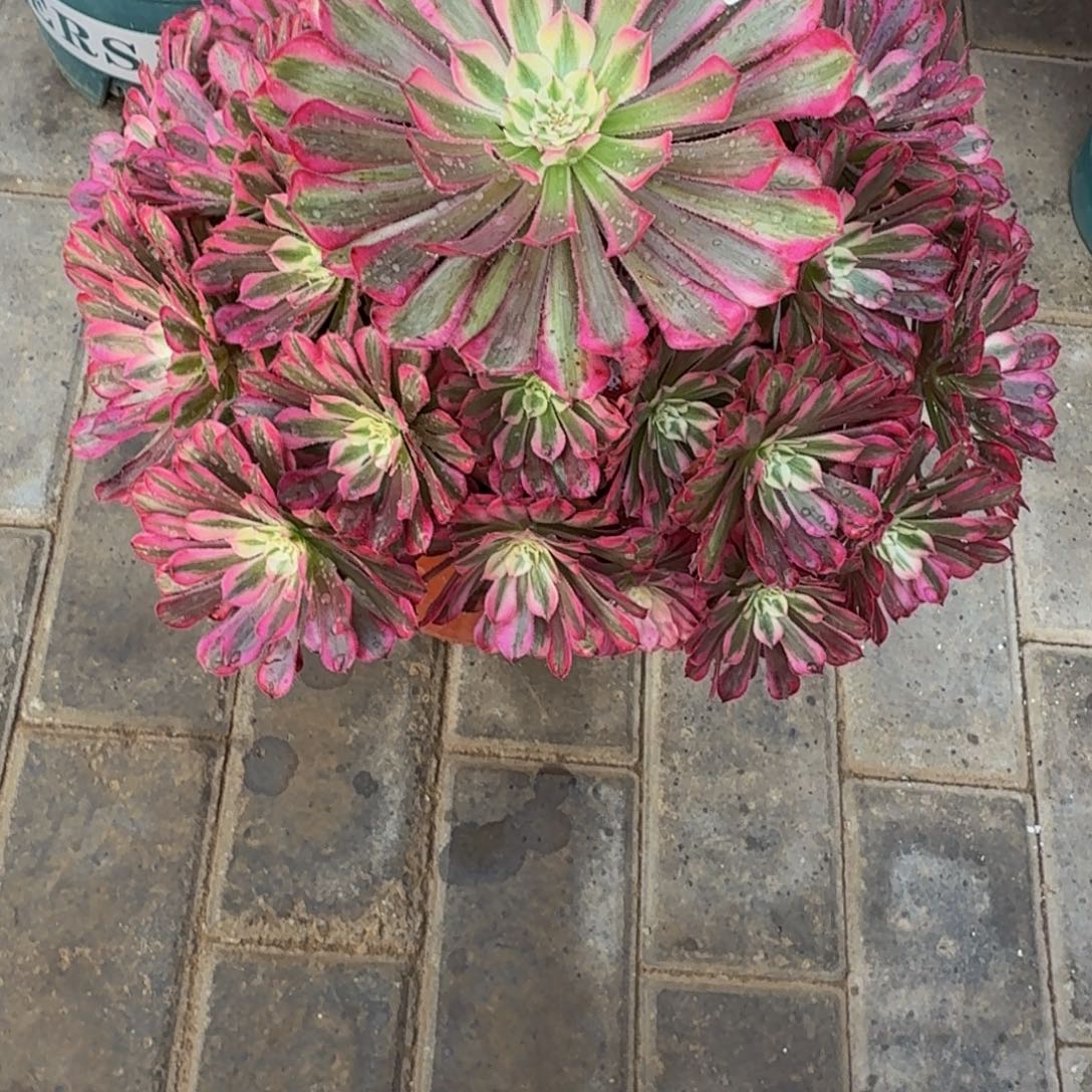 知***音红铜超白锦妖桩福利490肉肉肉