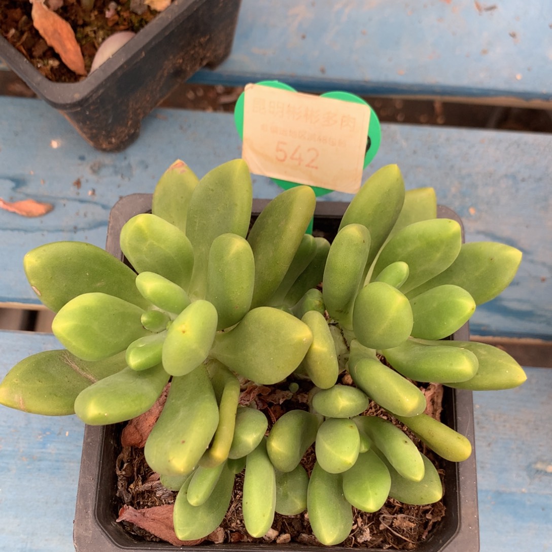 芒果奶无砍老桩542