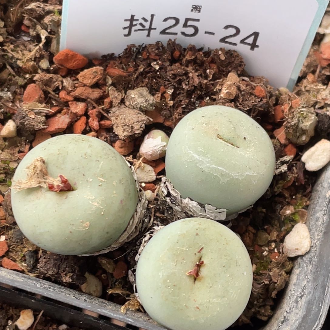 25-24巨型嘴多肉植物