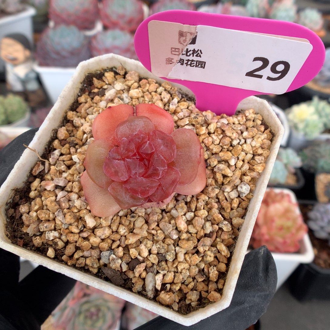 29 红色恋人石化多肉