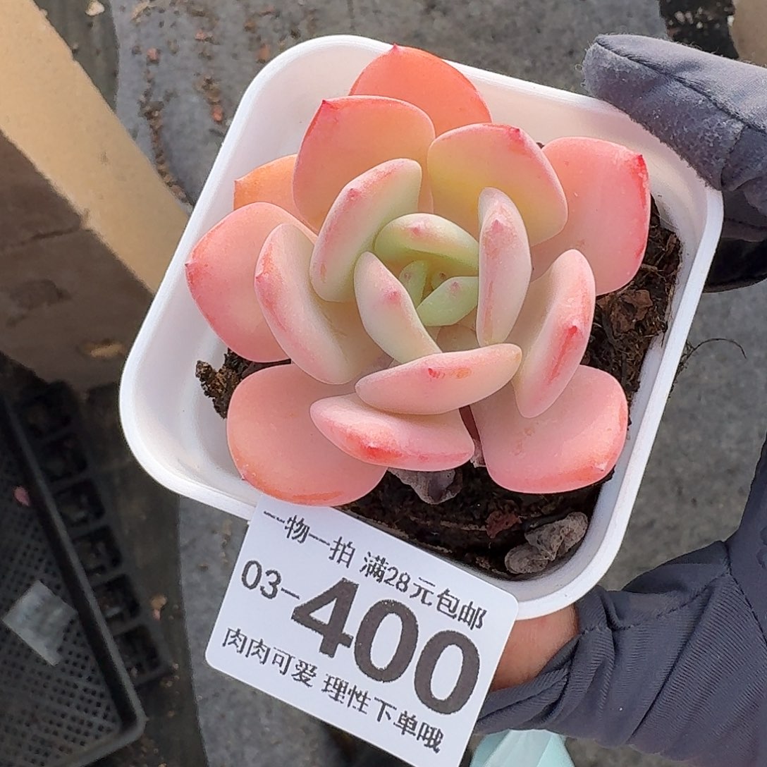 白月光无盆土发货无