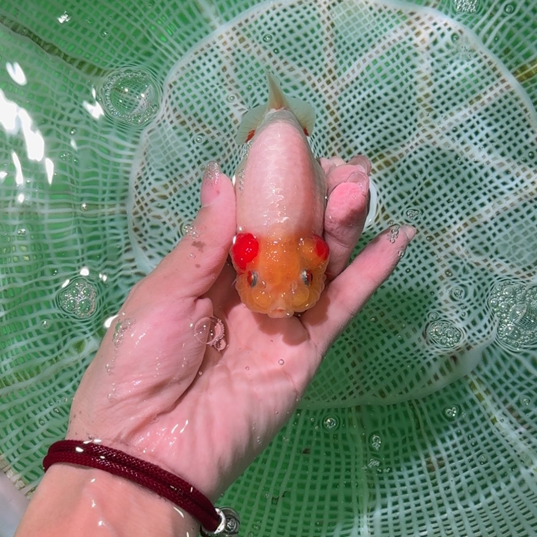 海水亚成兰寿精品
