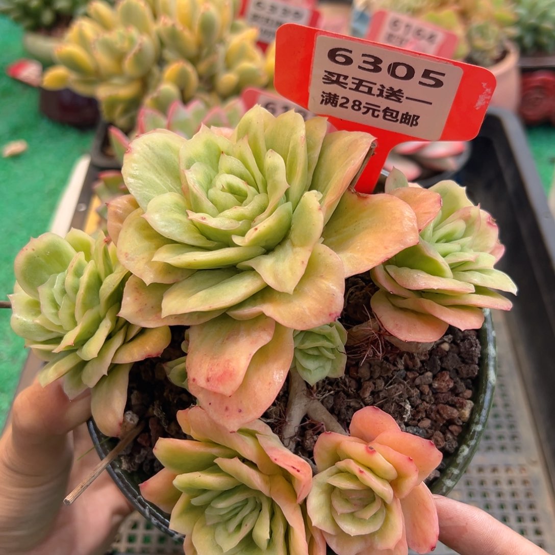 表妹精品多肉植物6305.