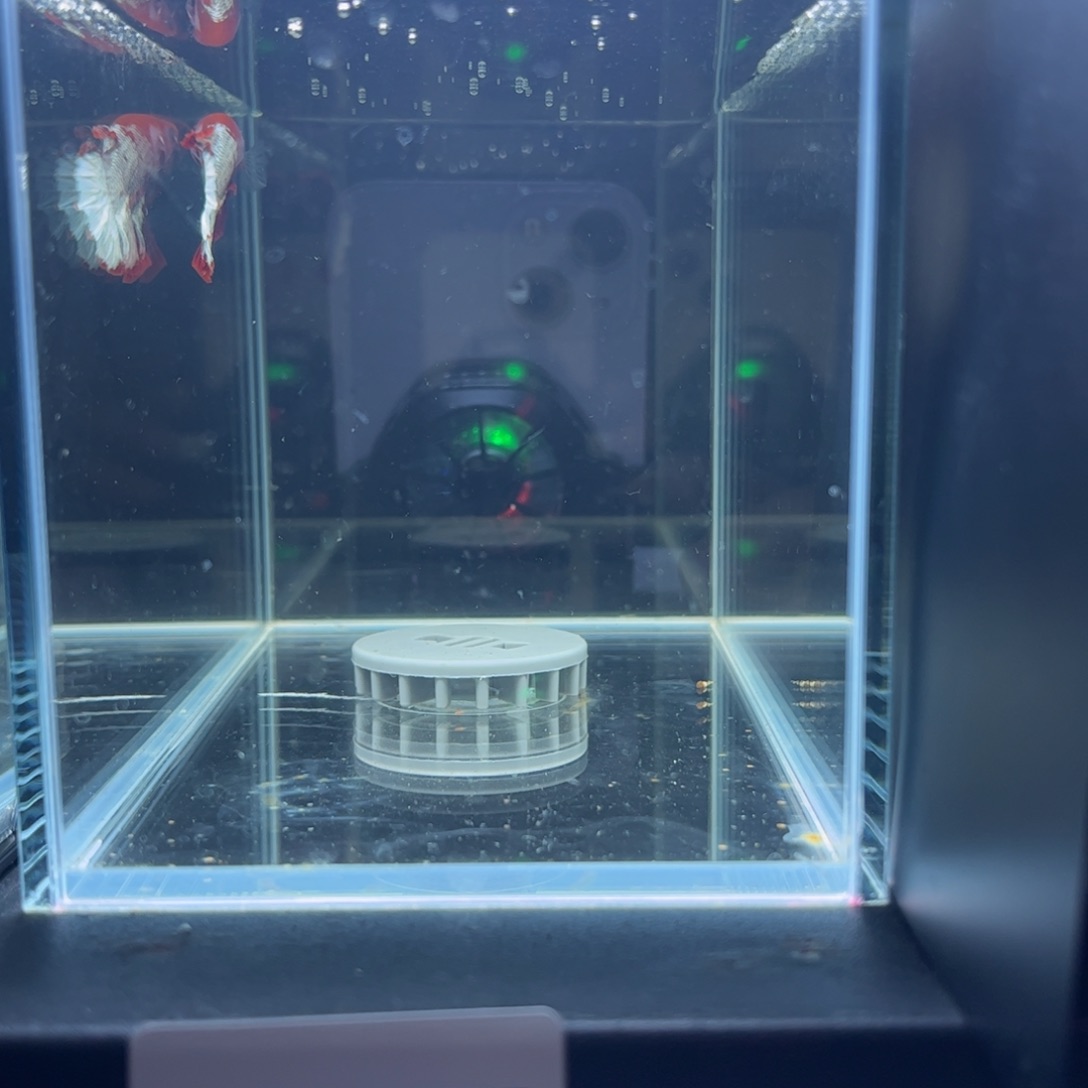 斗鱼泰国斗鱼将军斗鱼037