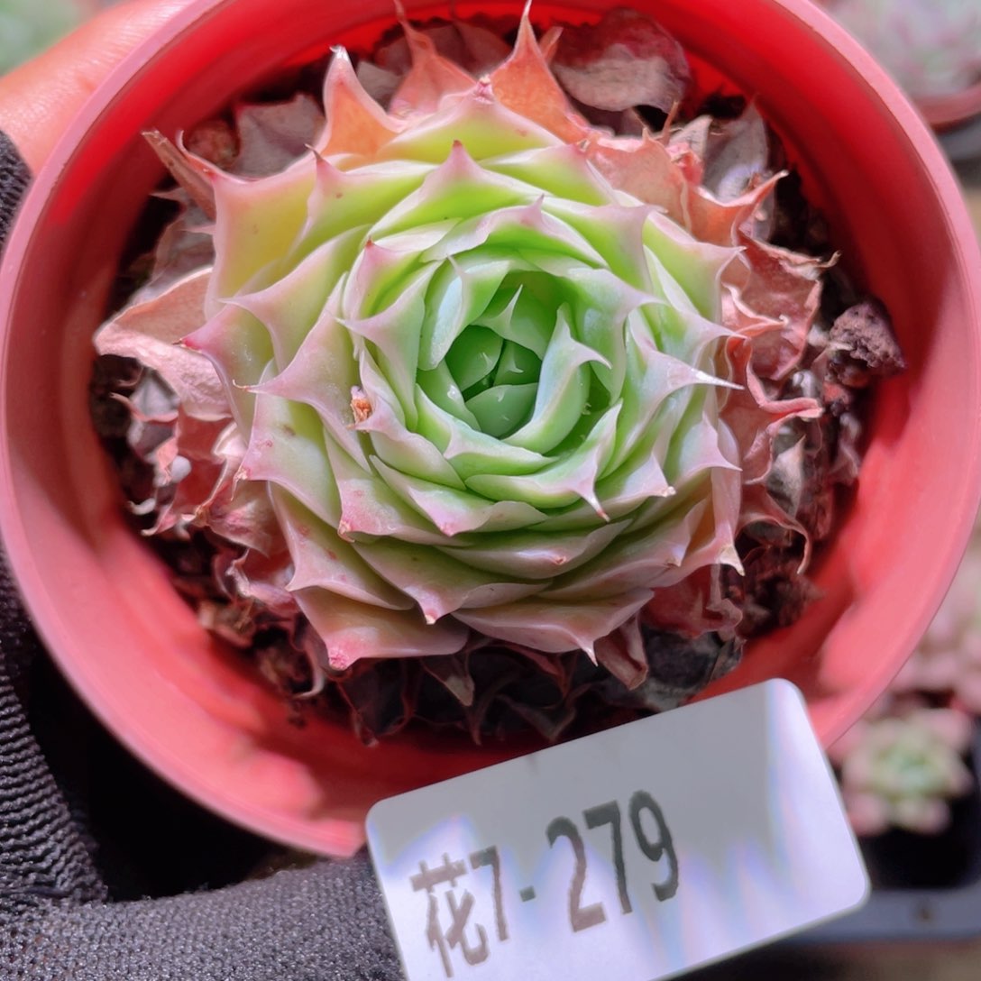 花利美7-279蓝丝绒