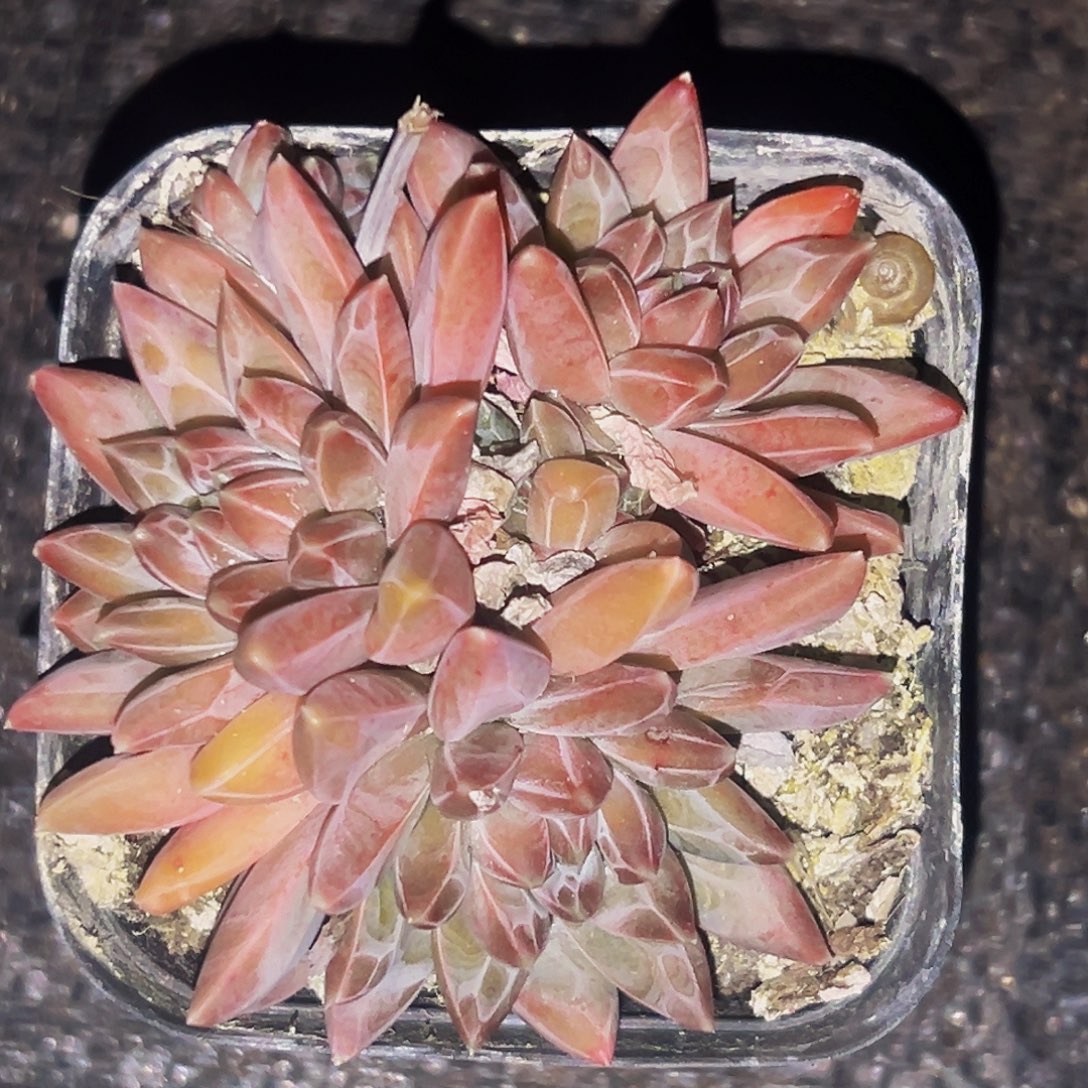 桔云多肉美人精品系列