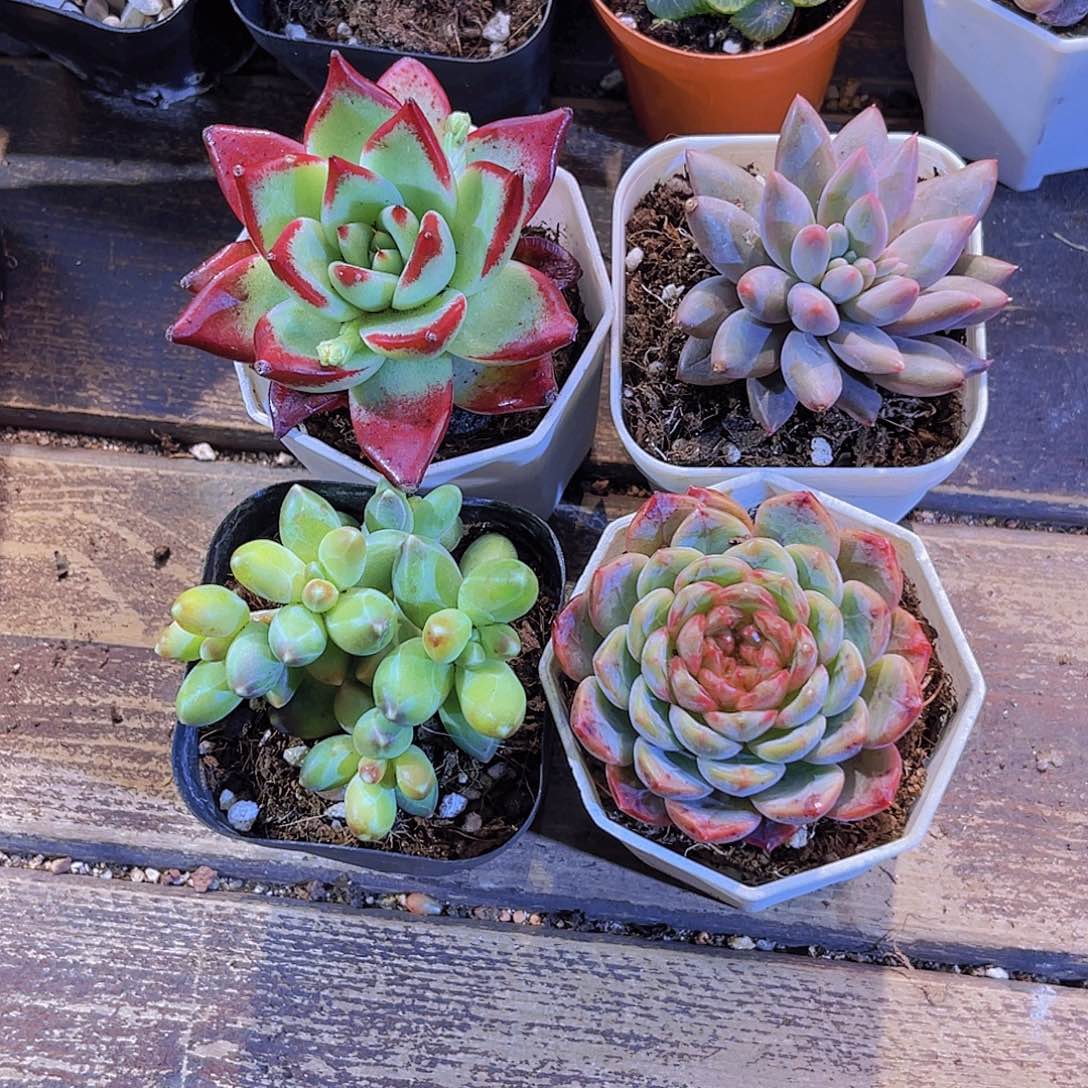 乌木。千代田。葡萄珍妮。蜻蜓