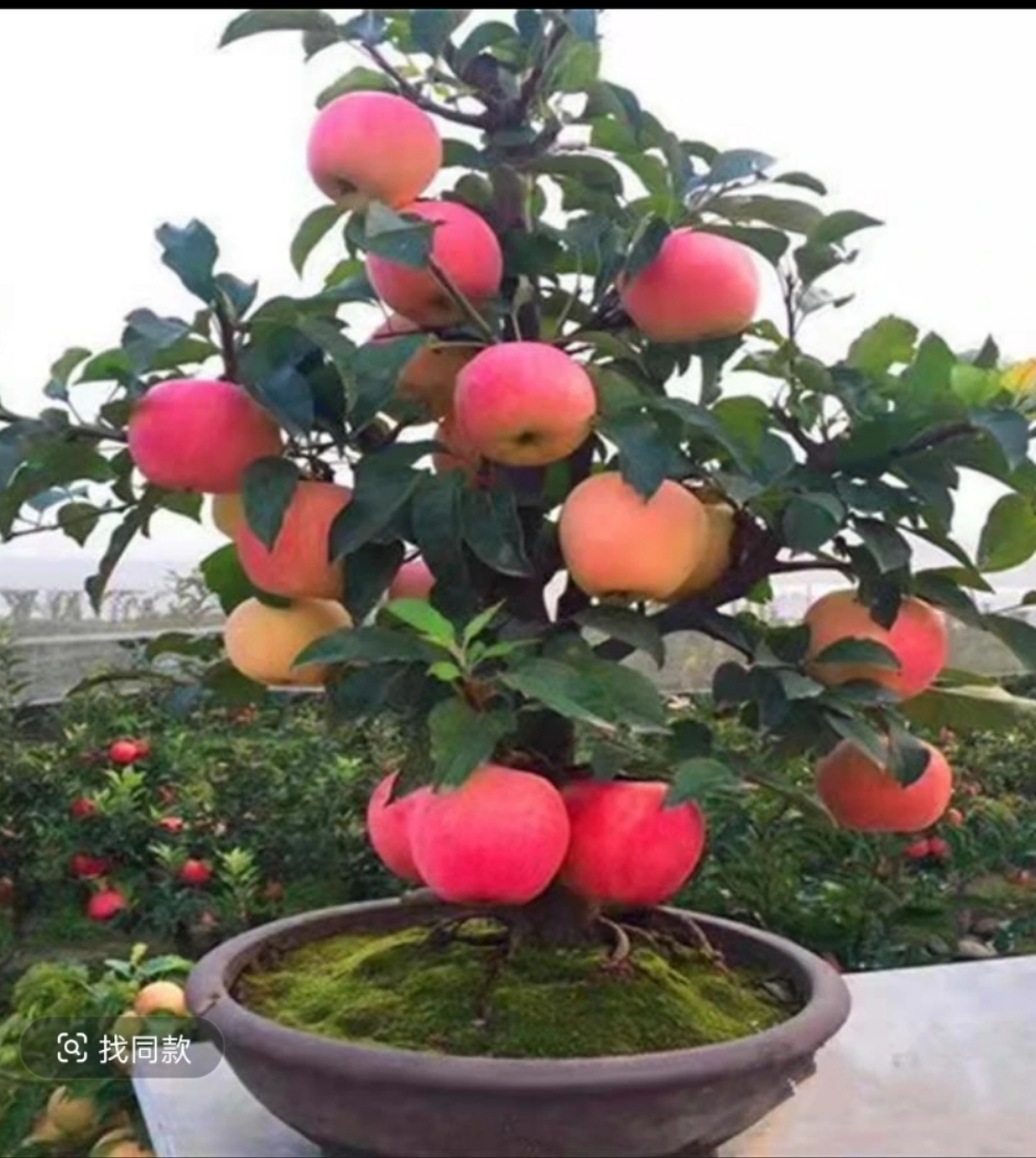 矮化老桩盆栽 原土原盆