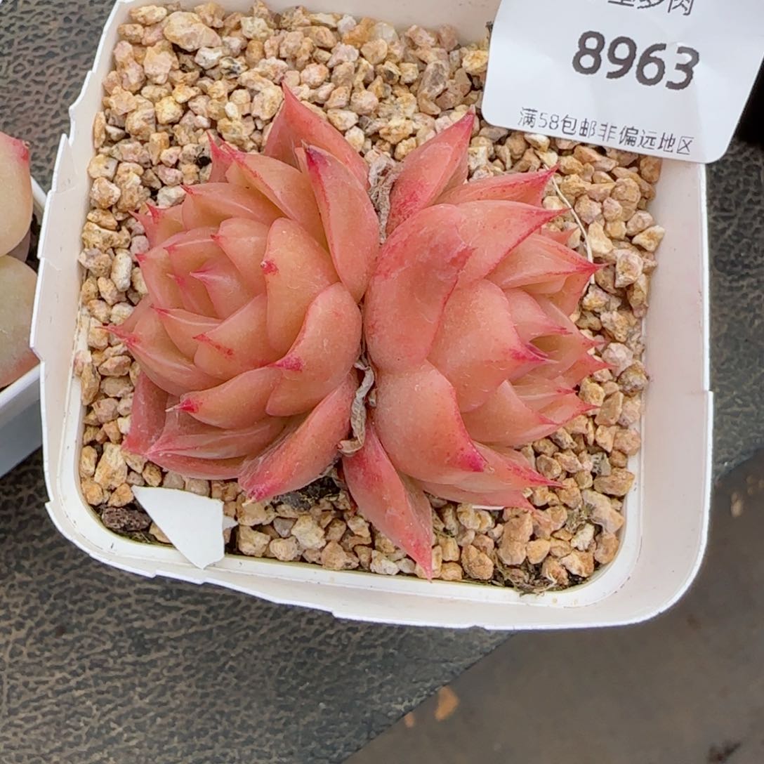 海胆珍妮，8963多肉植物