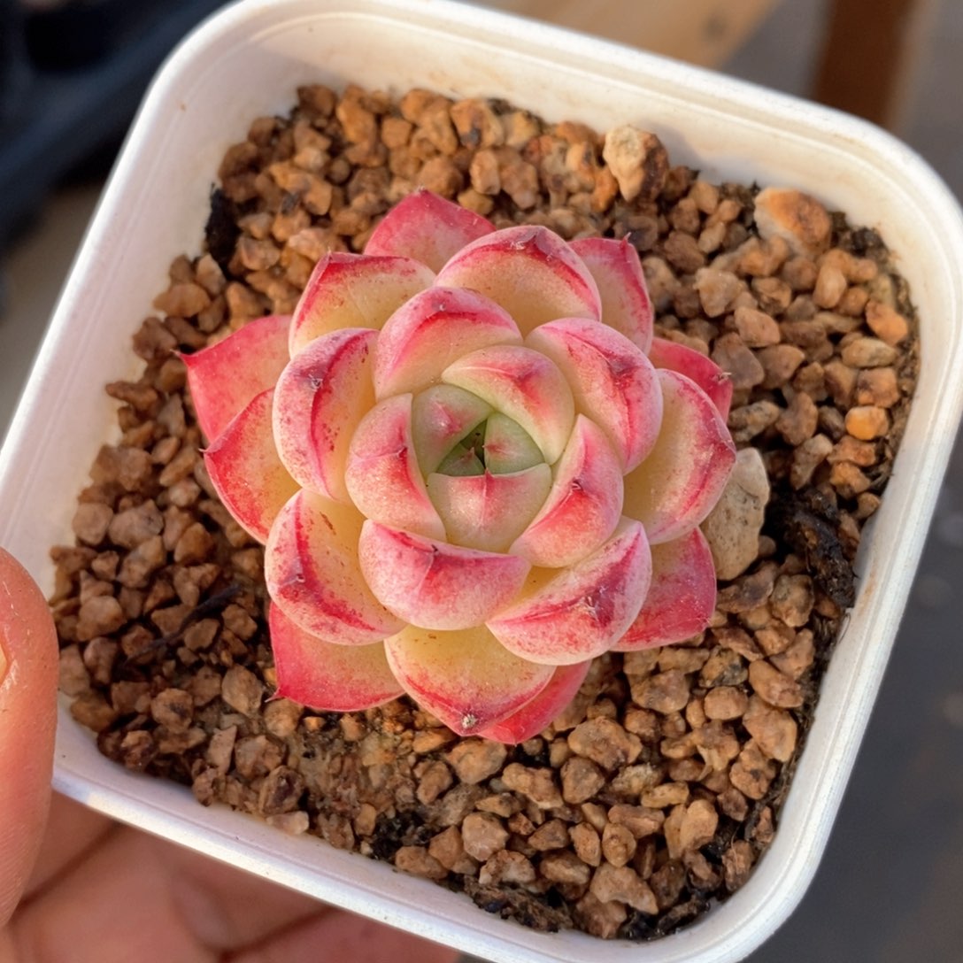 精品多肉一物一拍15