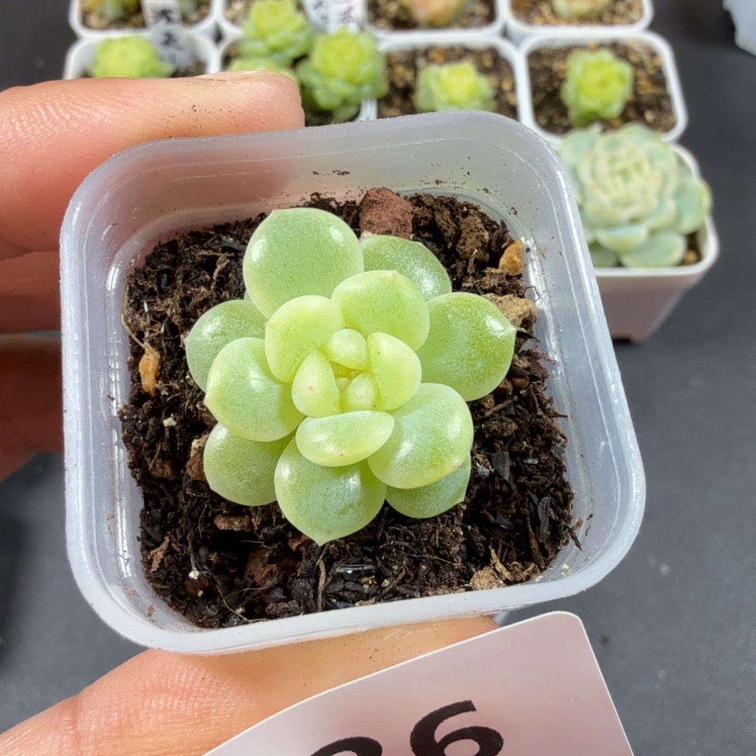 奶油财富一物一拍036