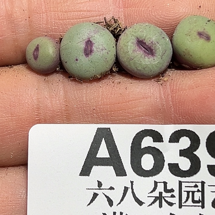 假***：639号小红嘴4个yxyxyxyxyxy