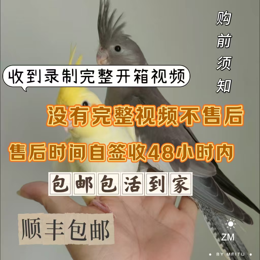 手养可教说话可互动亲人的玄凤鹦鹉宠物鸟(48小时)