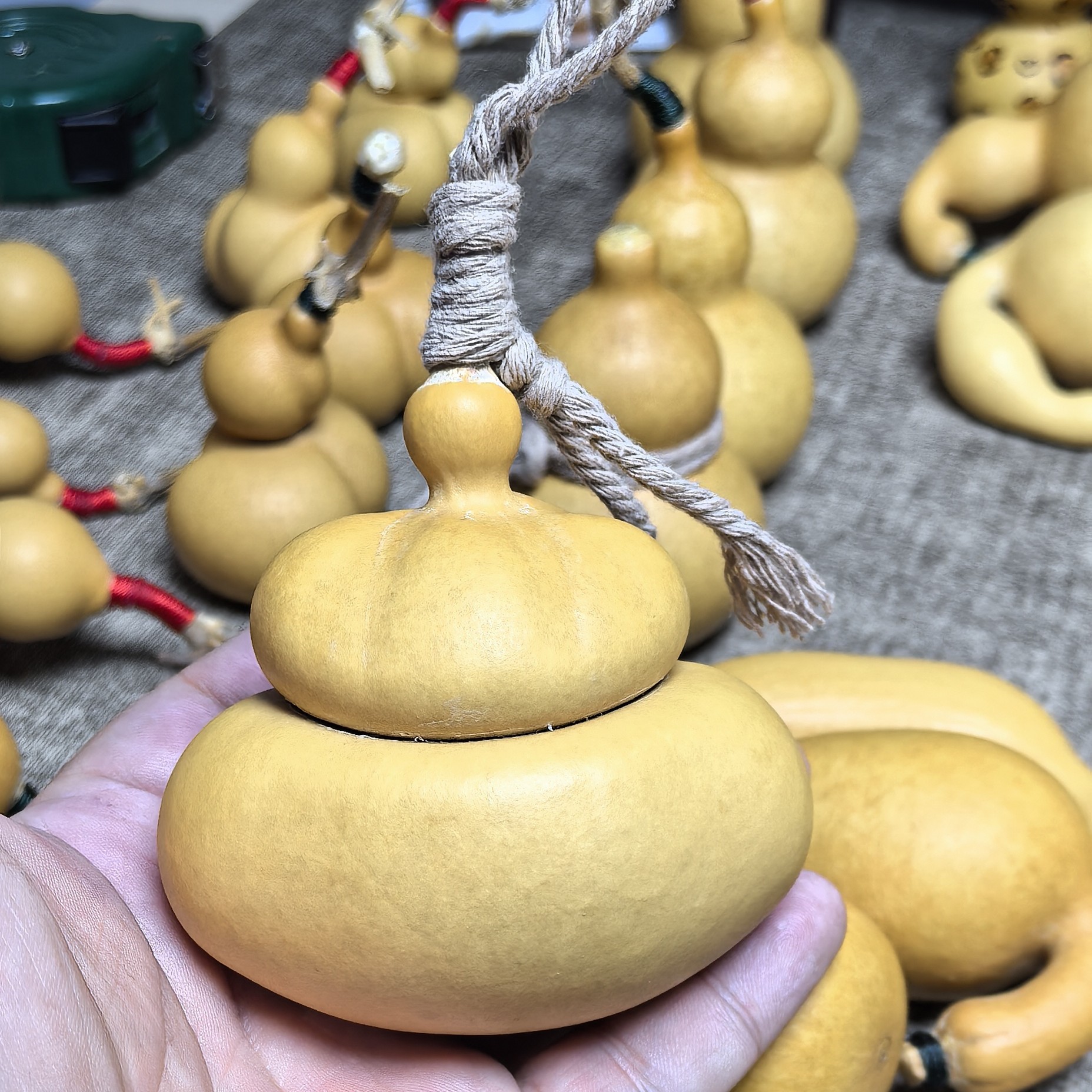 钱袋葫芦，厚皮响籽