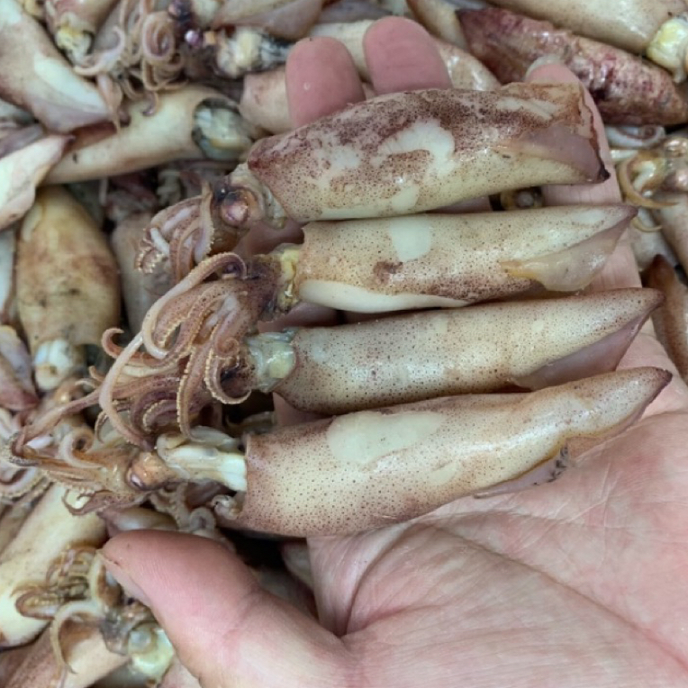 【蚝兴海味三店】本港大海兔鱿鱼母（满籽满膏）支持试吃海鲜干货