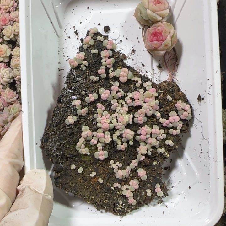 猫***啊68号奶酪多肉一盒