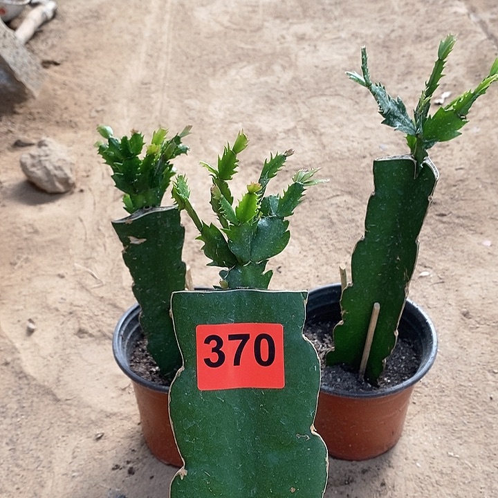 无花朵凝*缘084，370号新疆不包邮