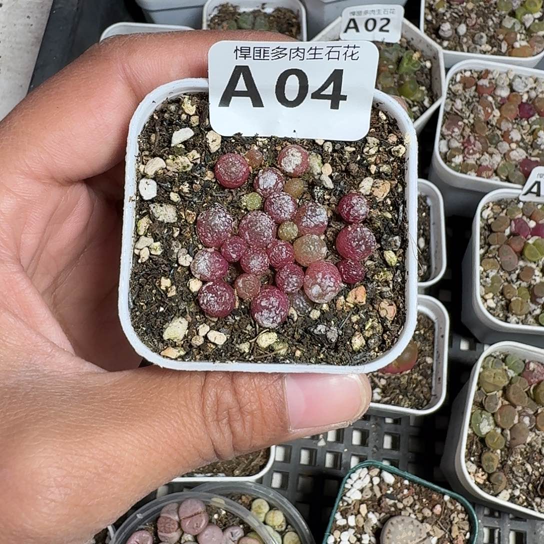 4多肉植物多肉植物