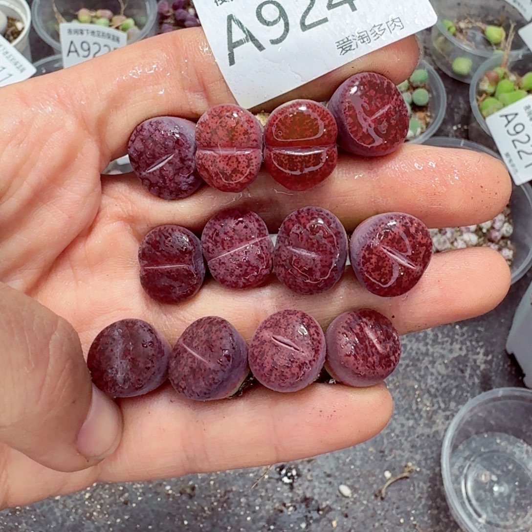 9244––零下地区需拍保温箱