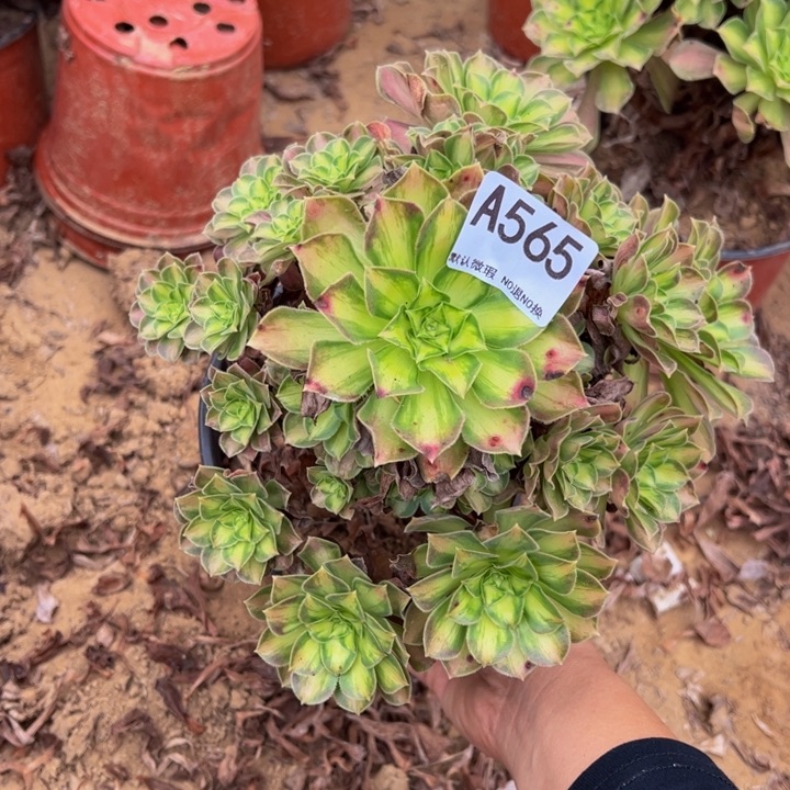 韶华多肉植物565.