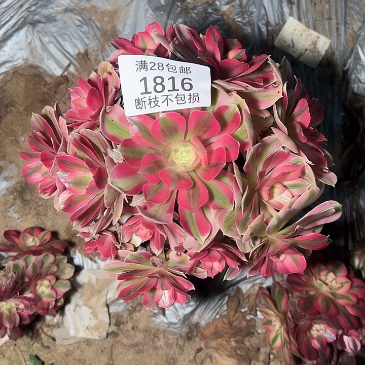 1816粉女巫多肉植物