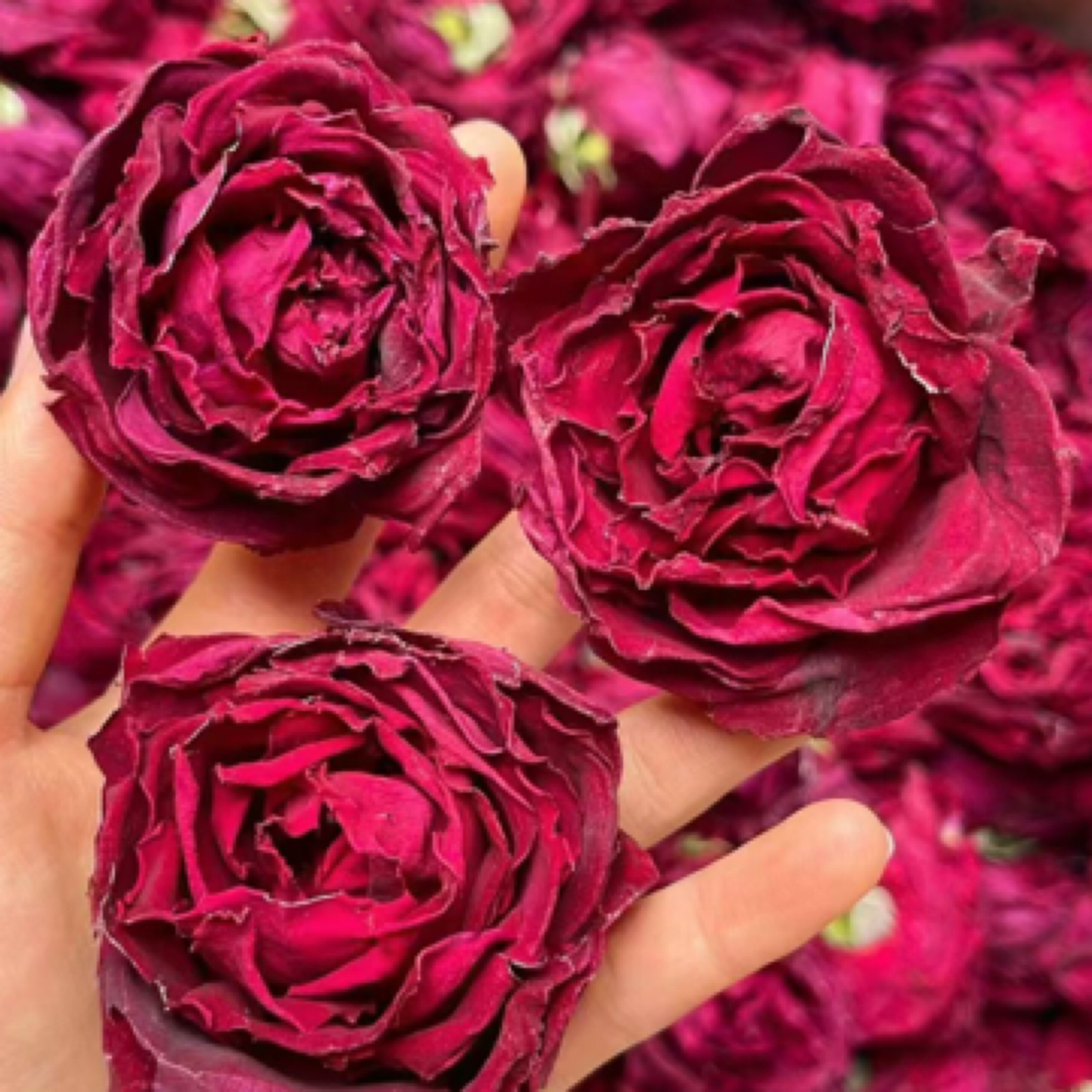 云南墨红头茬玫瑰花瓶装