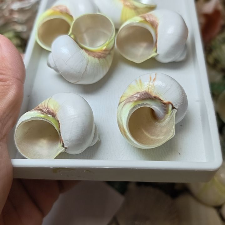 石材寄居蟹替换壳