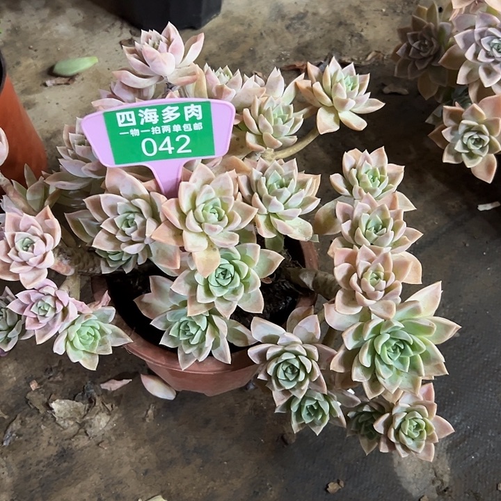 追***5哈利多肉植物群落042