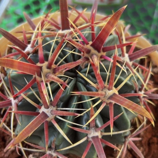 墨西哥丸叶日出小精品