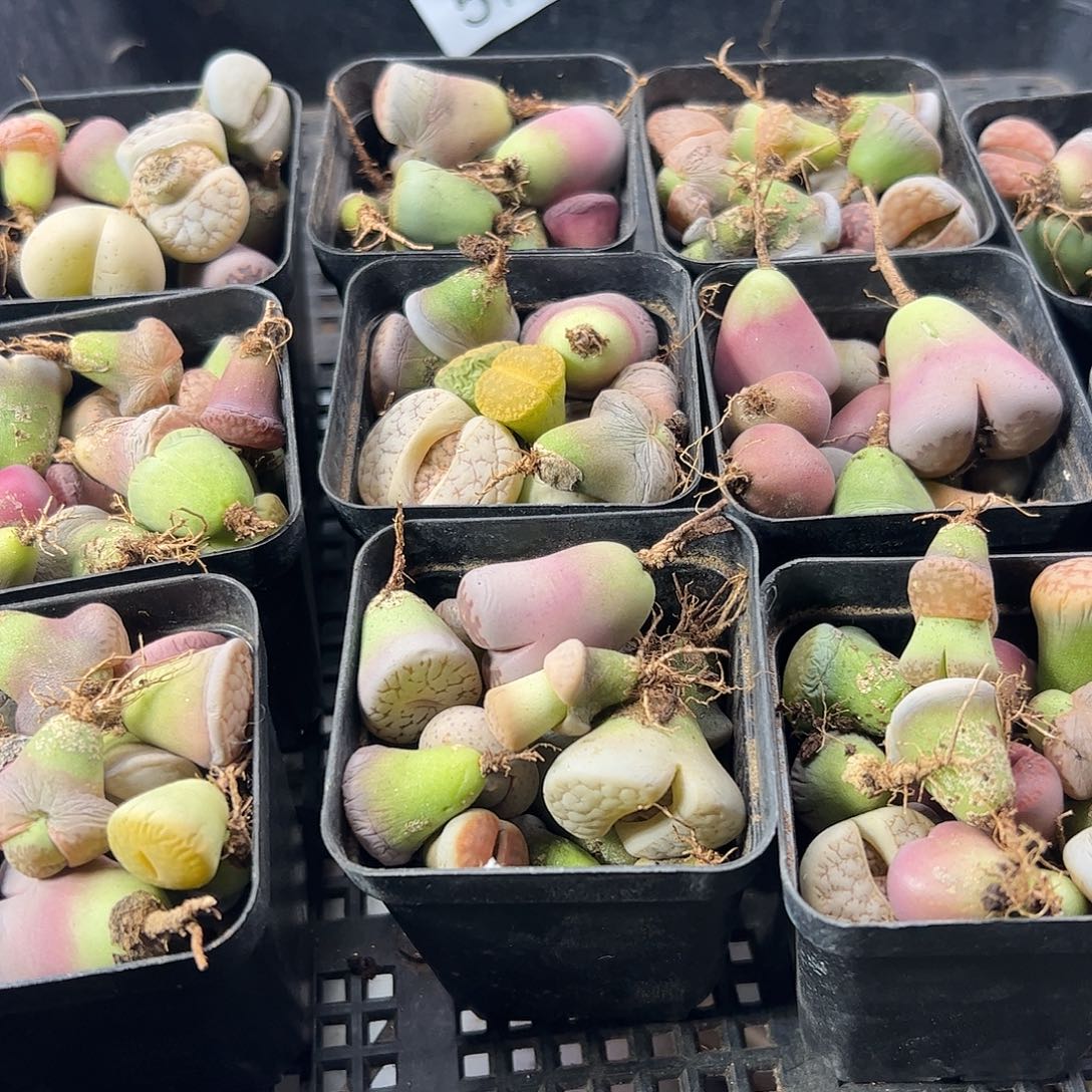 量拍以下1盒。       573