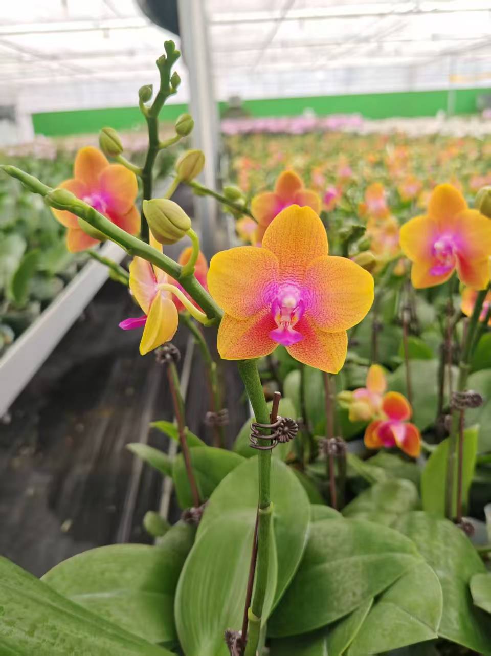[沙拉黄金]蝴蝶兰 带香味 蜡质 中花型 有花带花苞