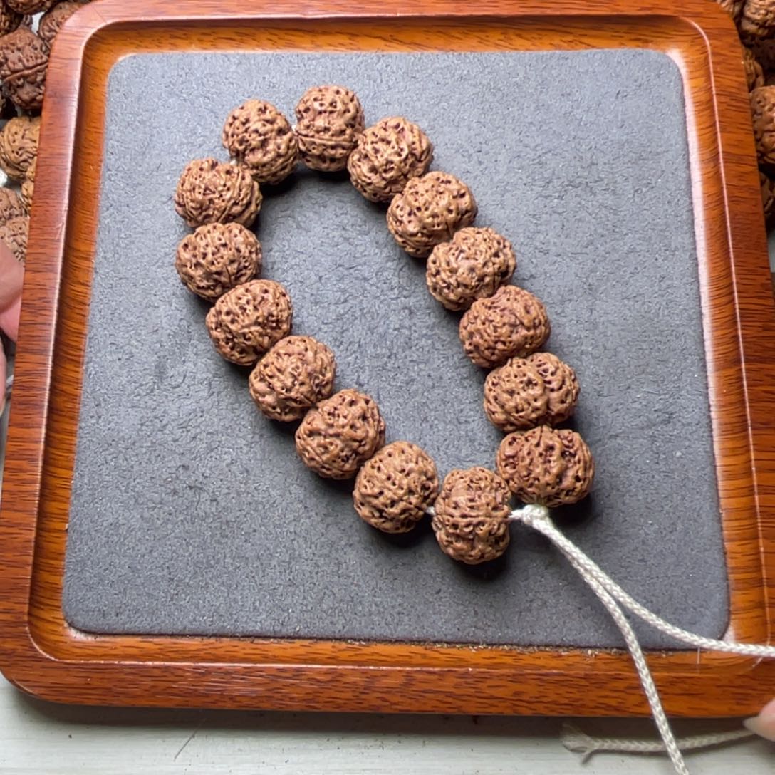 菩提25号金刚菩提矮壮梅花蜂窝21+